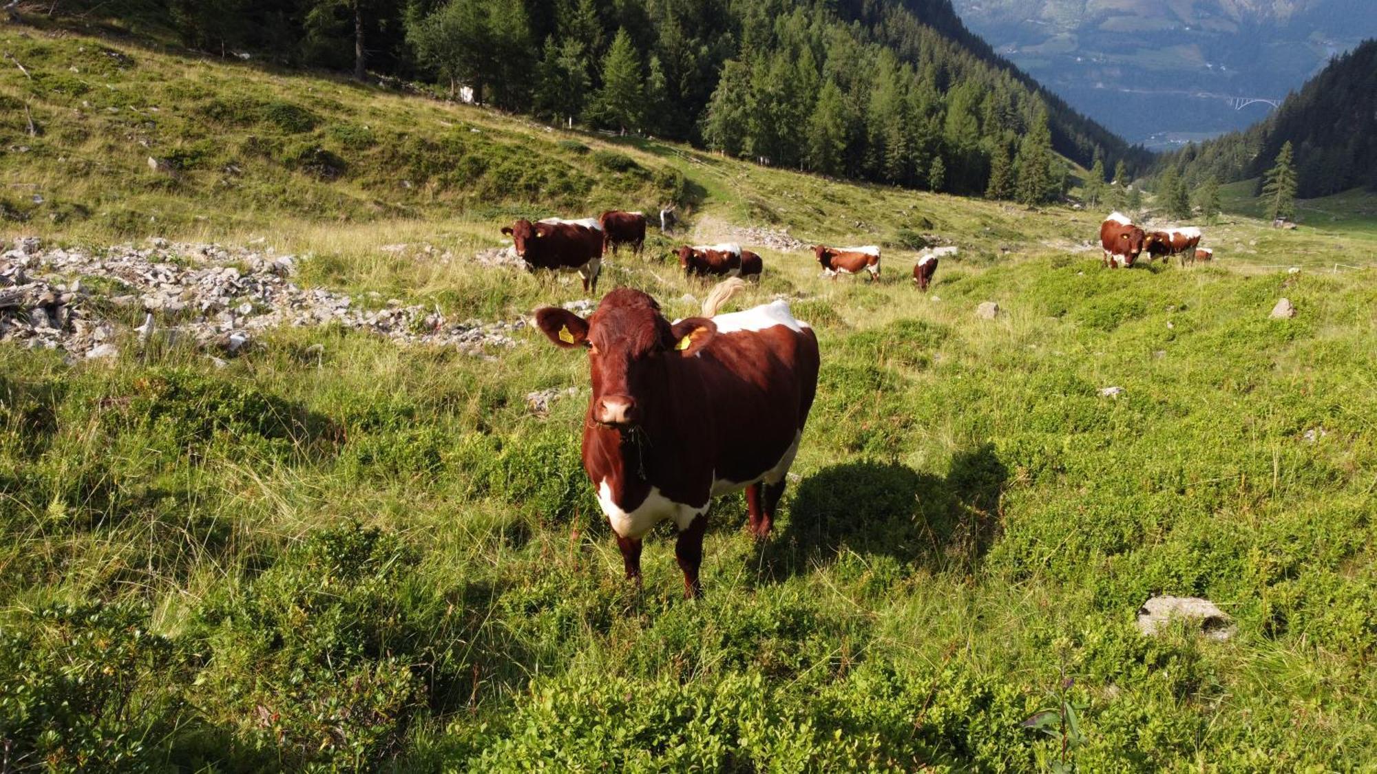 Willa Bio-Bauernhof Auernig Obervellach Zewnętrze zdjęcie